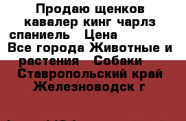 Продаю щенков кавалер кинг чарлз спаниель › Цена ­ 40 000 - Все города Животные и растения » Собаки   . Ставропольский край,Железноводск г.